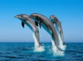 Delfin.PNG